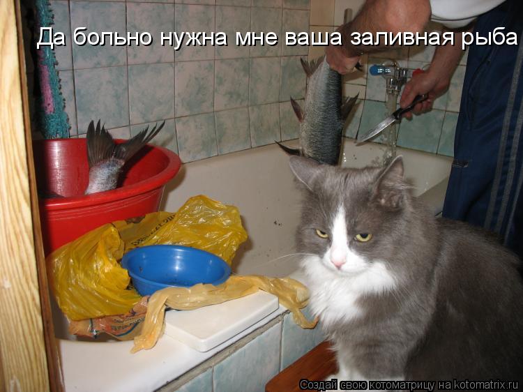 Да больно нужна мне ваша заливная рыба... Котоматрица: Да больно нужна мне ваша заливная рыба