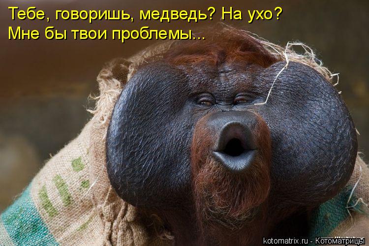 Котоматрица: Тебе, говоришь, медведь? На ухо? Мне бы твои проблемы...