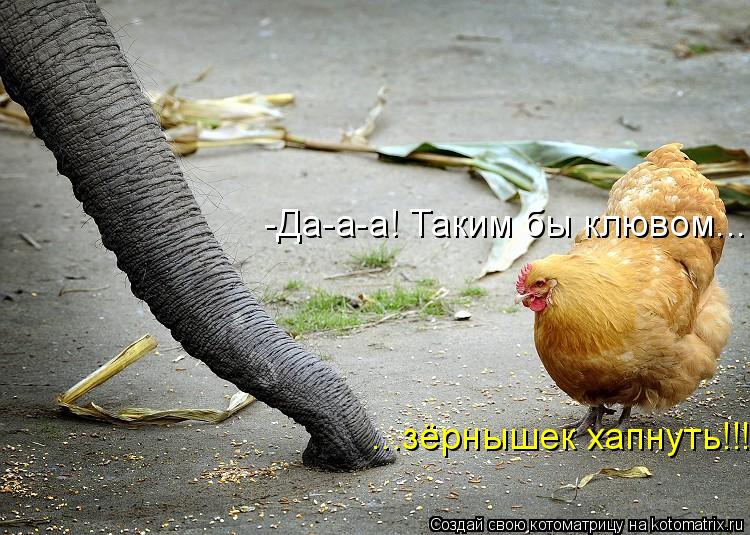 Котоматрица: -Да-а-а! Таким бы клювом... ...зёрнышек хапнуть!!!