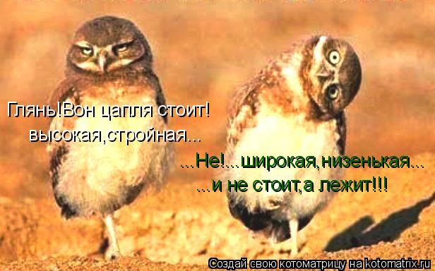 Котоматрица: Глянь!Вон цапля стоит! высокая,стройная... ...и не стоит,а лежит!!! ...Не!...широкая,низенькая...