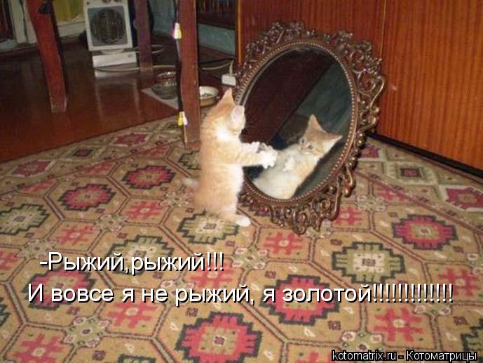 Котоматрица: -Рыжий,рыжий!!!  И вовсе я не рыжий, я золотой!!!!!!!!!!!!!