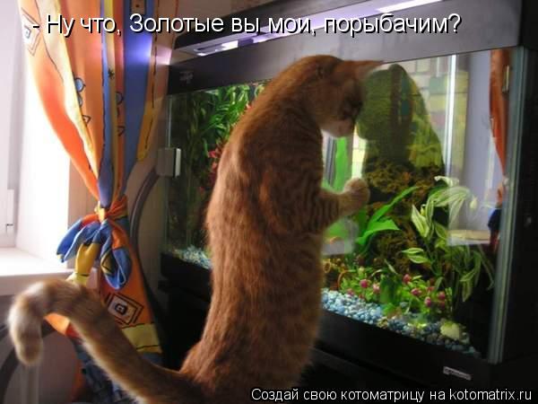 Котоматрица: - Ну что, Золотые вы мои, порыбачим?