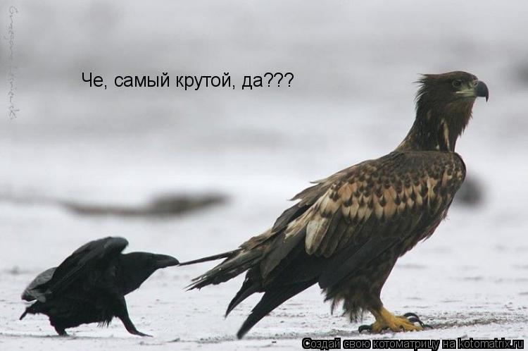 Котоматрица: Че, самый крутой, да???