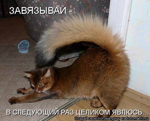 ЗАВЯЗЫВАЙ - В СЛЕДУЮЩИЙ РАЗ ЦЕЛИКОМ ЯВЛЮСЬ...... Котоматрица: ЗАВЯЗЫВАЙ - В СЛЕДУЮЩИЙ РАЗ ЦЕЛИКОМ ЯВЛЮСЬ...