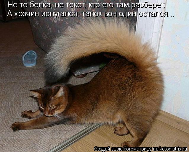 Котоматрица: Не то белка, не токот, кто его там разберет, А хозяин испугался, тапок вон один остался...