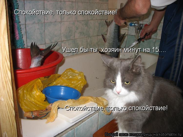 Котоматрица: Спокойствие, только спокойствие! Ушел бы ты, хозяин минут на 15.... Спокойствие, только спокойствие!