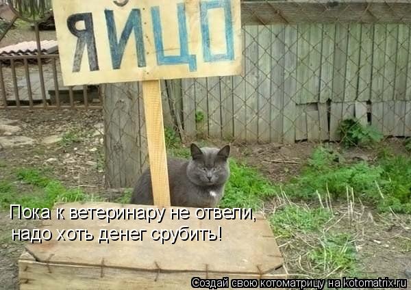 Котоматрица: Пока к ветеринару не отвели, надо хоть денег срубить!