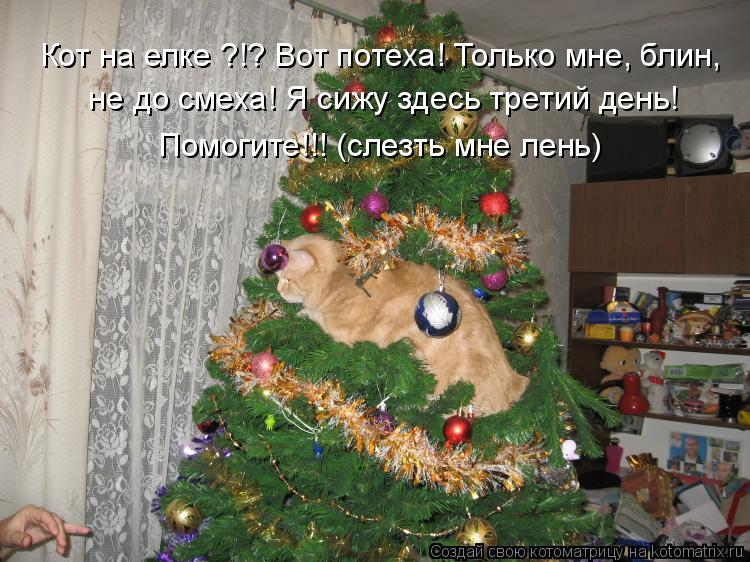 Кот на елке ?!? Вот потеха! Только мне, блин, не до смеха! Я сижу здесь третий день! Помогите!!! (сл... Котоматрица: Кот на елке ?!? Вот потеха! Только мне, блин, не до смеха! Я сижу здесь третий день! Помогите!!! (слезть мне лень)