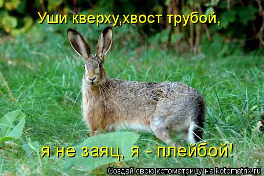 Котоматрица: Уши кверху,хвост трубой, я не заяц, я - плейбой!