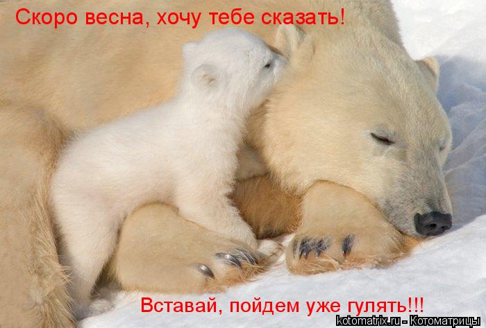 Котоматрица: Вставай, пойдем уже гулять!!! Скоро весна, хочу тебе сказать!