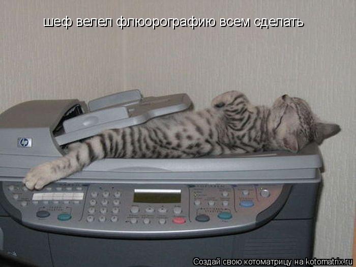 Котоматрица: шеф велел флюорографию всем сделать