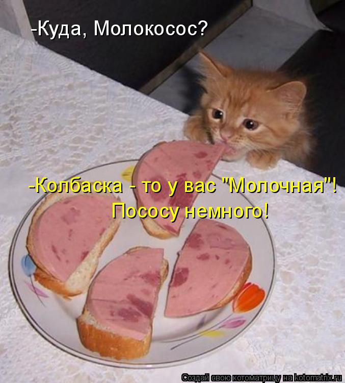 -Колбаска - то у вас "Молочная"! Пососу немного! -Куда, Молокосос?... Котоматрица: -Колбаска - то у вас "Молочная"! Пососу немного! -Куда, Молокосос?