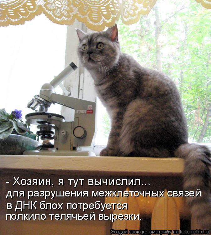 для разрушения межклеточных связей в ДНК блох потребуется полкило телячьей вырезки. - Хозяин, я тут в... Котоматрица: для разрушения межклеточных связей в ДНК блох потребуется полкило телячьей вырезки. - Хозяин, я тут вычислил...