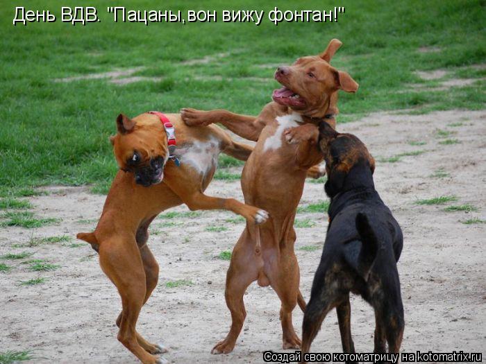 Котоматрица: День ВДВ. "Пацаны,вон вижу фонтан!"