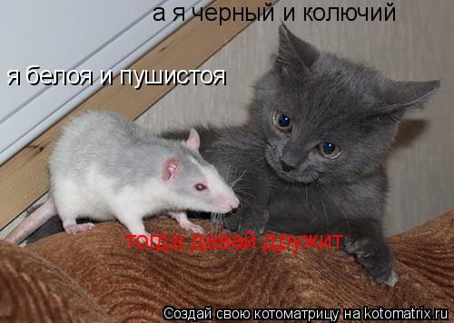 Котоматрица: я белоя и пушистоя а я черный и колючий 1 тогда давай дружит