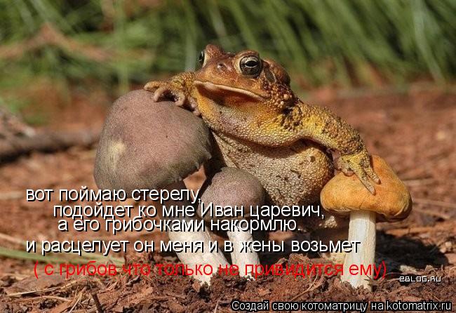 Котоматрица: вот поймаю стерелу,  подойдет ко мне Иван царевич, а его грибочками накормлю. и расцелует он меня и в жены возьмет ( с грибов что только не при