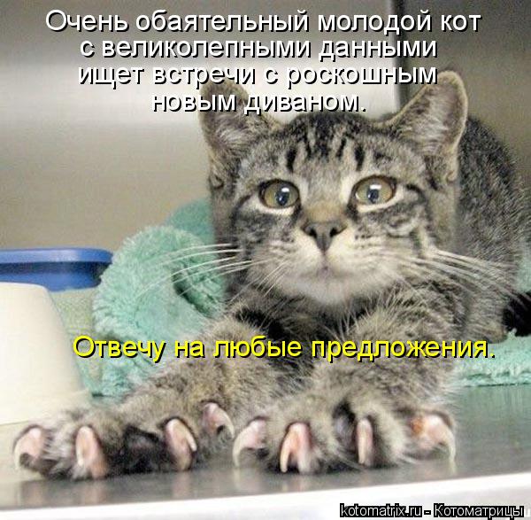 Очень обаятельный молодой кот с великолепными данными ищет встречи с роскошным новым диваном. Отвечу... Котоматрица: Очень обаятельный молодой кот с великолепными данными ищет встречи с роскошным новым диваном. Отвечу на любые предложения.