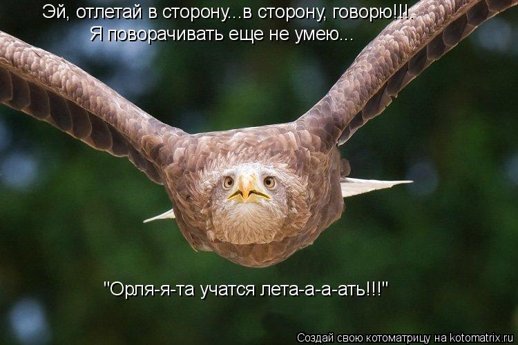 Котоматрица: Эй, отлетай в сторону...в сторону, говорю!!!. Я поворачивать еще не умею... "Орля-я-та учатся лета-а-а-ать!!!"
