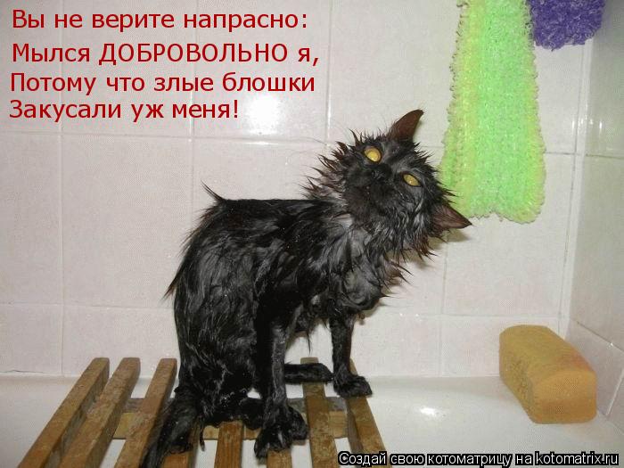 Вы не верите напрасно: Мылся ДОБРОВОЛЬНО я, Потому что злые блошки Закусали уж меня!... Котоматрица: Вы не верите напрасно: Мылся ДОБРОВОЛЬНО я, Потому что злые блошки Закусали уж меня!