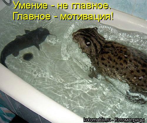 Умение - не главное. Главное - мотивация!... Котоматрица: Умение - не главное. Главное - мотивация!