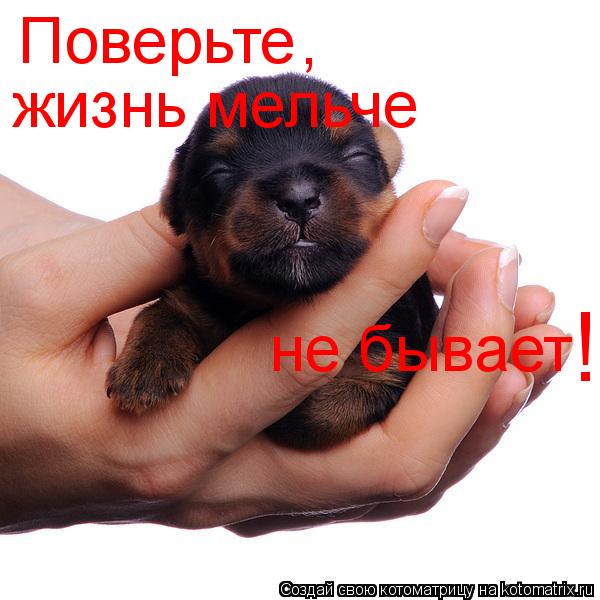 Котоматрица: Поверьте , жизнь мельче  не бывает !
