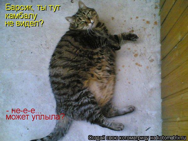 Котоматрица: Барсик, ты тут камбалу не видел? - не-е-е... может уплыла?