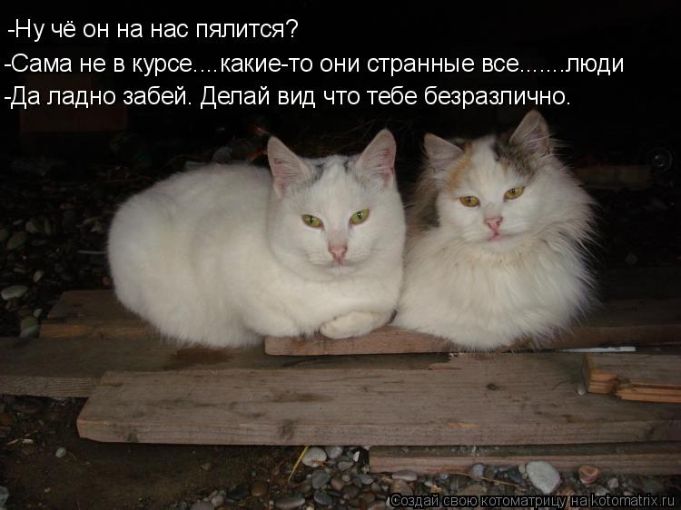 Котоматрица: -Ну чё он на нас пялится? -Сама не в курсе....какие-то они странные все.......люди -Да ладно забей. Делай вид что тебе безразлично.