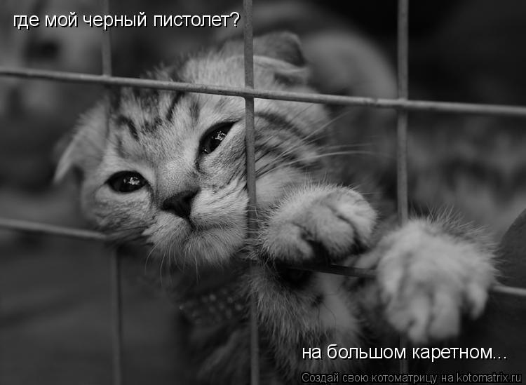 Котоматрица: где мой черный пистолет? на большом каретном...