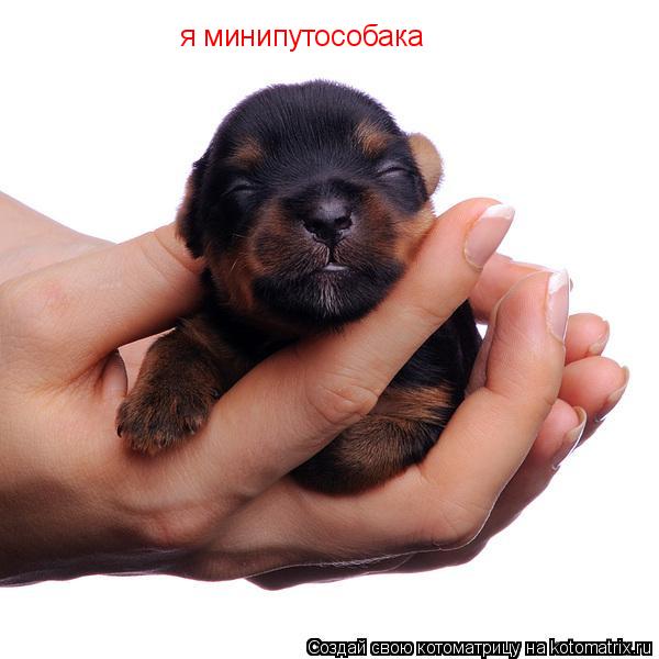 Котоматрица: я минипутособака