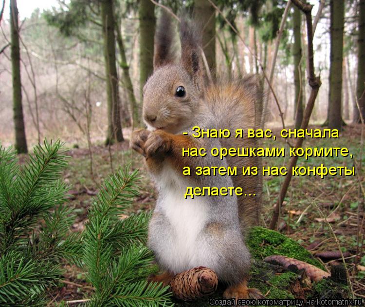 - Знаю я вас, сначала нас орешками кормите, а затем из нас конфеты делаете...... Котоматрица: - Знаю я вас, сначала нас орешками кормите, а затем из нас конфеты делаете...