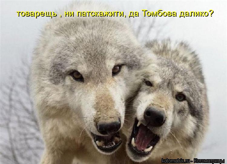 Котоматрица: товарещь , ни патскажити, да Томбова далико?