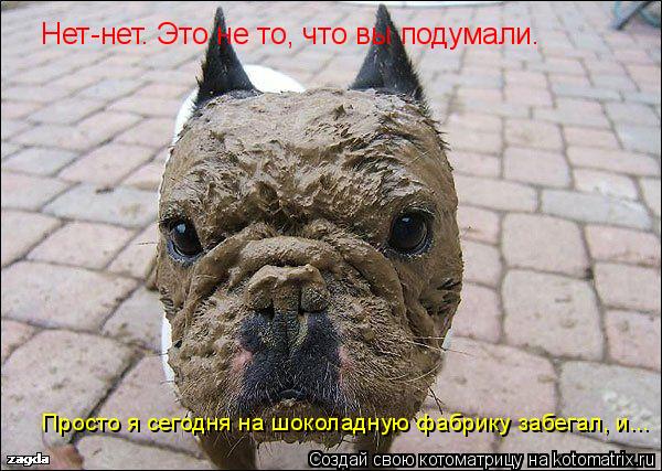 Котоматрица: Нет-нет. Это не то, что вы подумали. Просто я сегодня на шоколадную фабрику забегал, и...