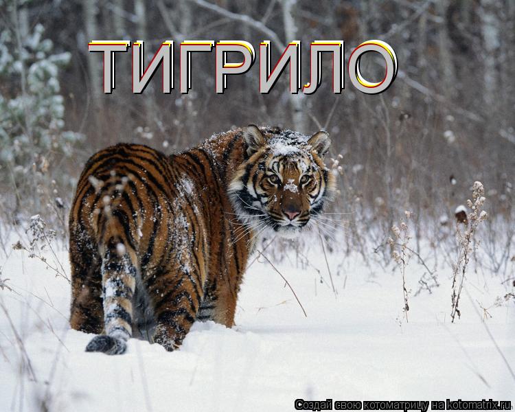 Котоматрица: ТИГРИЛО ТИГРИЛО ТИГРИЛО ТИГРИЛО