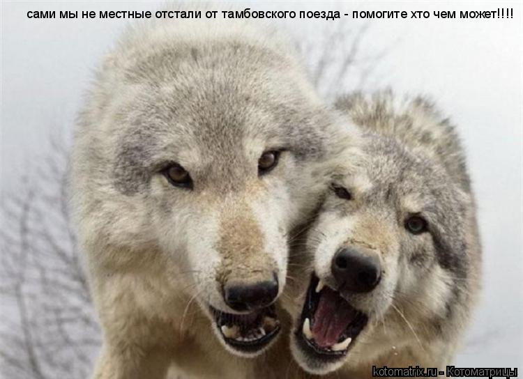 Котоматрица: сами мы не местные отстали от тамбовского поезда - помогите хто чем может!!!!