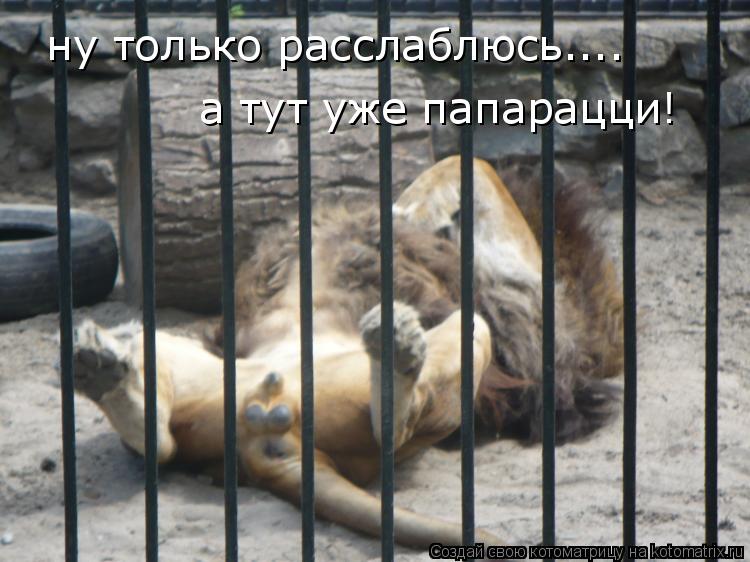 Котоматрица: ну только расслаблюсь.... а тут уже папарацци!