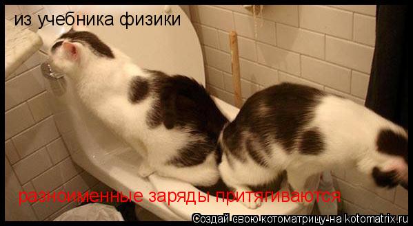 Котоматрица: из учебника физики разноименные заряды притягиваются