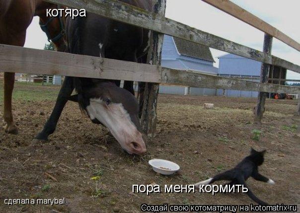 Котоматрица: котяра пора меня кормить сделала marybal