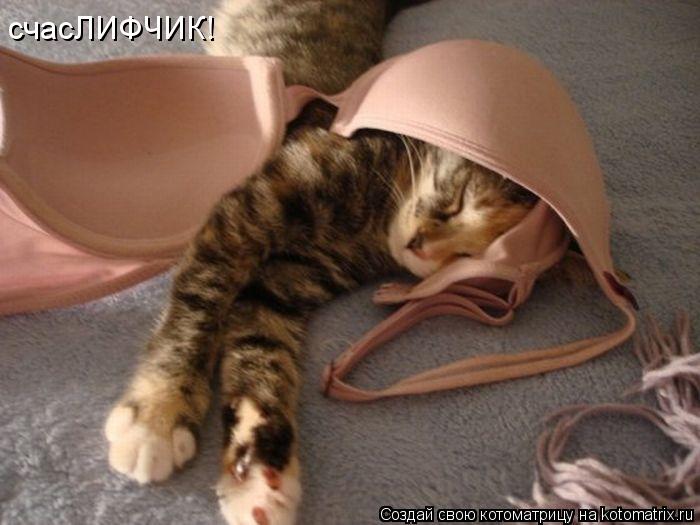 счасЛИФЧИК!... Котоматрица: счасЛИФЧИК!