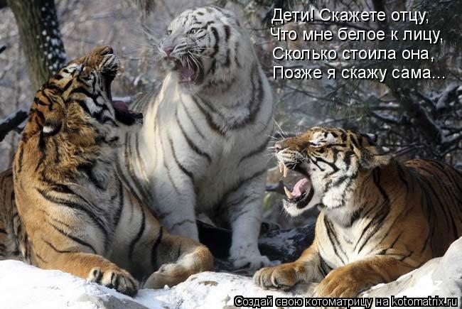 Котоматрица: Что мне белое к лицу, Сколько стоила она, Позже я скажу сама... Дети! Скажете отцу,