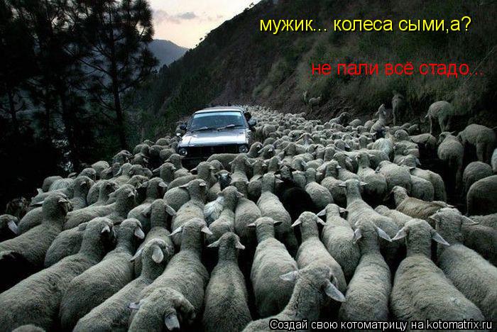 Котоматрица: мужик... колеса сыми,а? не пали всё стадо...