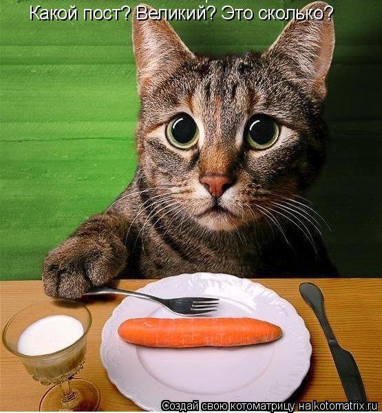 Какой пост? Великий? Это сколько?... Котоматрица: Какой пост? Великий? Это сколько?