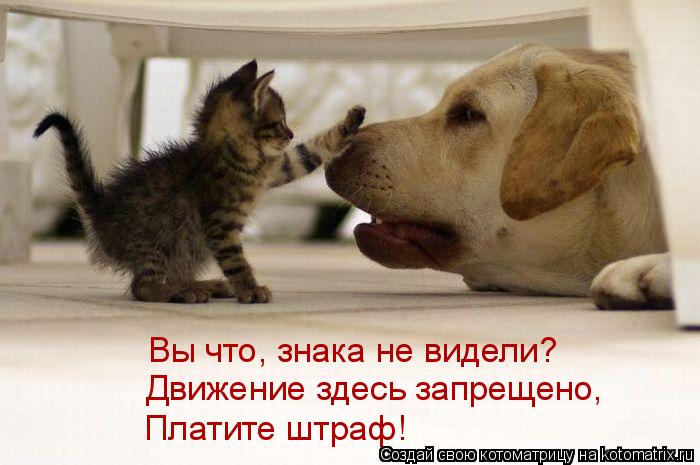Котоматрица: Движение здесь запрещено, Платите штраф! Вы что, знака не видели?