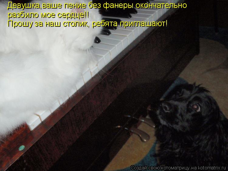 Котоматрица: Девушка,ваше пение без фанеры окончательно разбило мое сердце!! Прошу за наш столик, ребята приглашают!