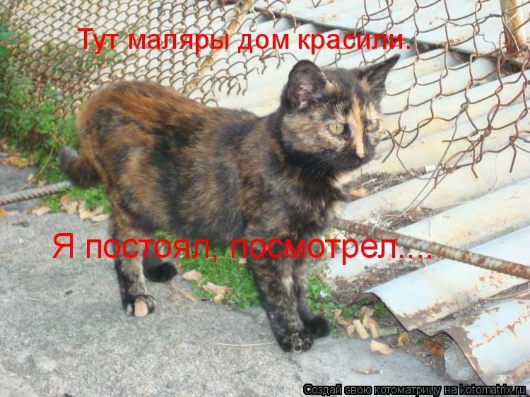 Котоматрица: Я постоял, посмотрел.... Тут маляры дом красили.