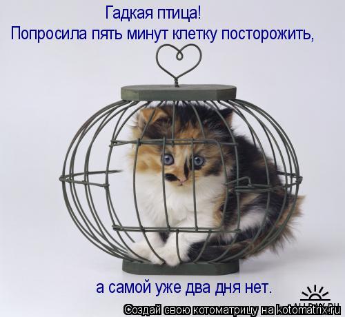 Котоматрица: Попросила пять минут клетку посторожить, Гадкая птица! а самой уже два дня нет.