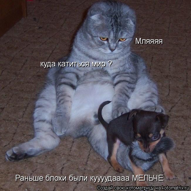 Котоматрица: Мляяяя куда катиться мир ? Раньше блохи были куууудаааа МЕЛЬЧЕ