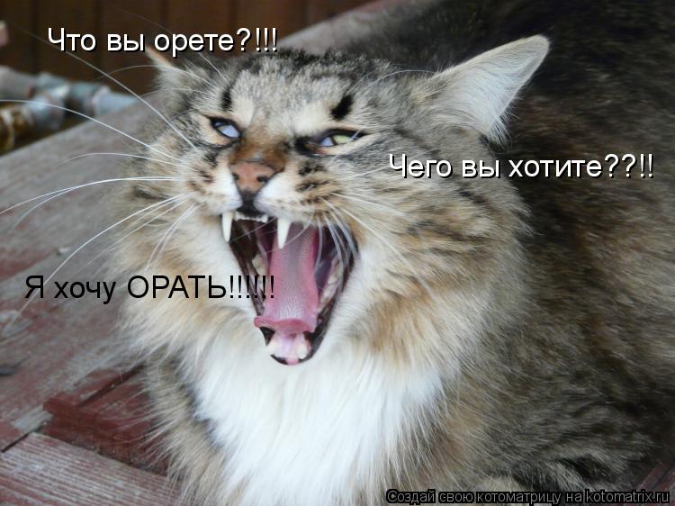 Котоматрица: Что вы орете?!!! Чего вы хотите??!! Я хочу ОРАТЬ!!!!!!
