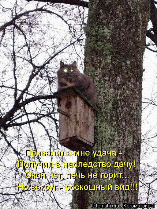 Привалила мне удача - Получил в наследство дачу! Окон нет, печь не горит... Но вокруг - роскошный вид... Котоматрица: Привалила мне удача - Получил в наследство дачу! Окон нет, печь не горит... Но вокруг - роскошный вид!!!