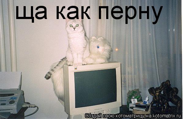 Котоматрица: ща как перну