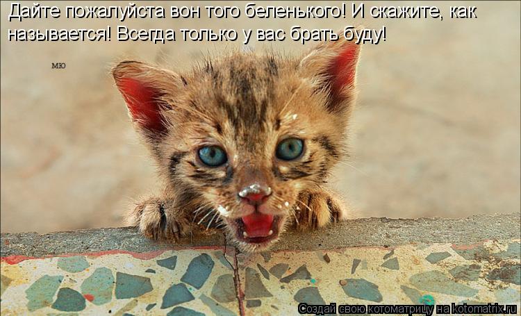 Дайте пожалуйста вон того беленького! И скажите, как называется! Всегда только у вас брать буду!... Котоматрица: Дайте пожалуйста вон того беленького! И скажите, как называется! Всегда только у вас брать буду!